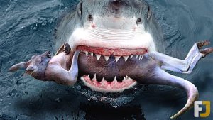 11 Unimaginable Things Swallowed By Sharks