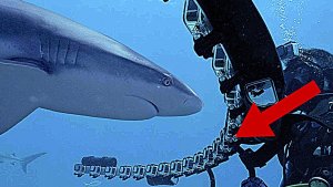 Shark Week 2021: Do Sharks Like GoPros?