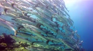 Explore Sipadan – One Of The Best Dive Spots In The world [Video]