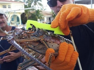 Snorkeling and Scuba Diving Tips For Lobster Diving Season [Video]