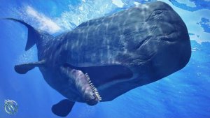 Sperm Whales vs Orca