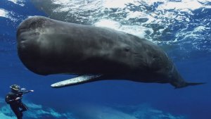 Diving With Sperm Whales Can Be Painful or Deadly