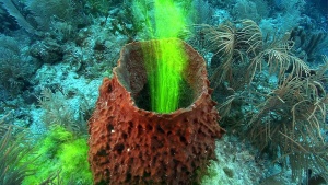 Sponges Are Amazing Animals [Video]