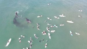 Mother Whale Agitated and Warns Surfers With Her Tail
