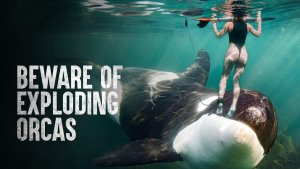 Survive Killer Whale Encounters – Tips