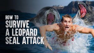 Surviving a Leopard Seal Attack
