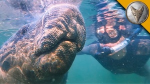 Swimming With Manatees [Video]
