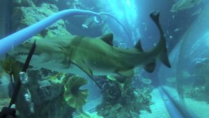 An Aggressive Shark Behavior Lesson To Avoid Dangerous Shark Encounters