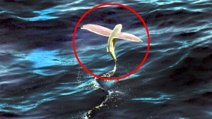 The Ocean’s Fastest Animals [Video]