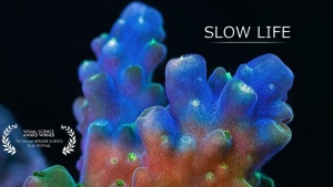 The Slow Movement of Coral [Video]