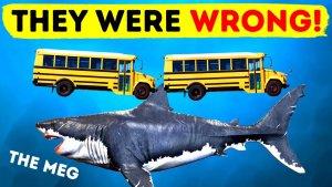 The Megalodon – Recent Discoveries