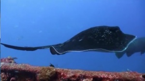 Top Diving Sites For Deep Scuba Diving [ Videos]