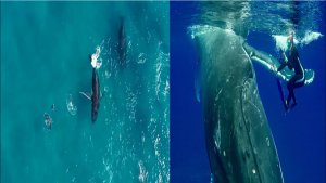 Diver Sandwiched by  Two Humpback Whales