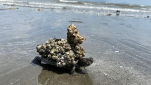Turtle Rescue – Massive Barnacle Removal