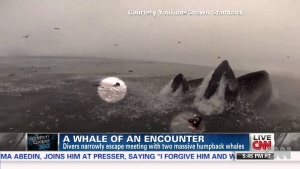 Two Scuba Divers Almost Eaten Alive By Whales