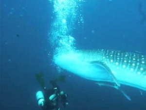 Unbelievable…. Whale Shark Chases Diver [Video]