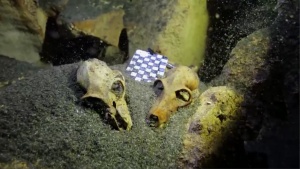 Underwater Mysteries Discoveries of 2015 [Video]