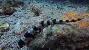 Walking Sharks of Australia