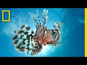 Wearing Lionfish Jewelry Helps Control The Lionfish Invasion In Belize