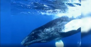 Divers Whacked By Humpback Whale Protecting Her Calf [Video]
