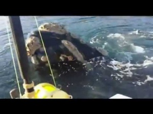 Whale Seeks Help and Thanks Boaters (Video)