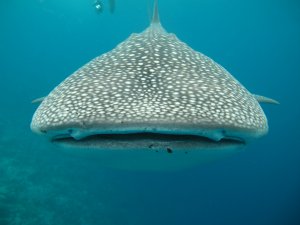 Whale Shark Practically Swallows Diver