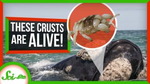 White Crusts On Whales – Not Barnacles