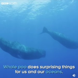 Surprising Facts about Whale Poo – The Whale Pump