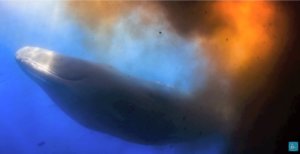 Diver Blasted By A Whale Of A Load