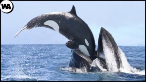 All Whales Are Afraid of Orcas
