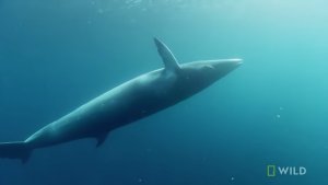 Whale Shares Meal With Diver