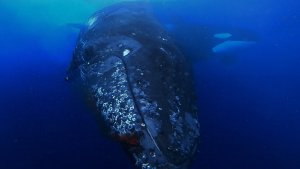 Humpback Attacked By Pods Of Orcas – Rare Video Footage