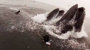 What It Is Like To Be Swallowed By A Whale [Video]