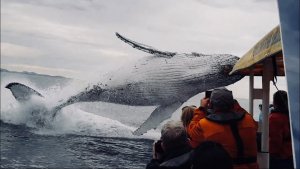 When Breaching Whales Jump…