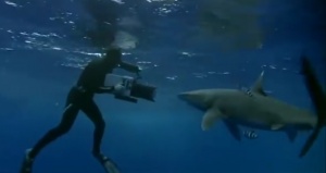 4 Tips For Diving With Oceanic Whitetips