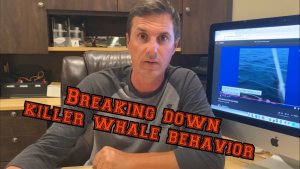 Orcas In the News Ramming Boats – A Candid Look At Why