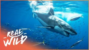 Plausible Reasons for Rapidly Increasing Great White Shark Attacks
