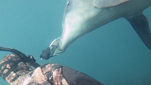 Wild Dolphin Returns To Surprise Diver